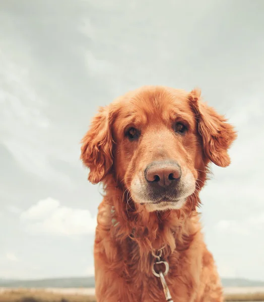 Cane godendo all'aperto — Foto Stock