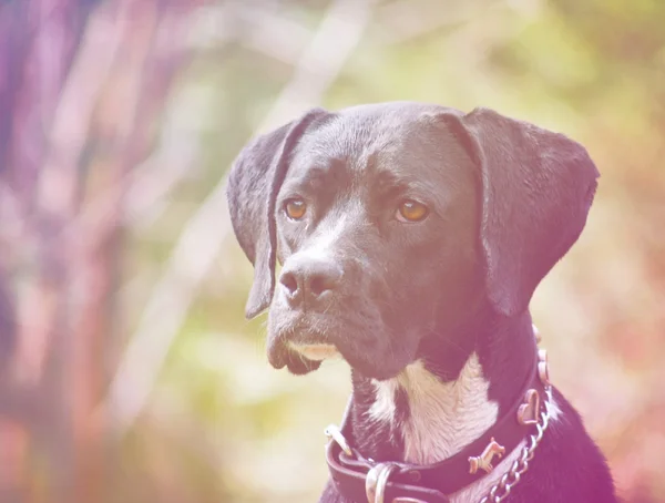 Sad dog looking out — Stock Photo, Image