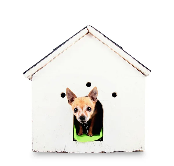 Chihuahua in dog house — Stock Photo, Image