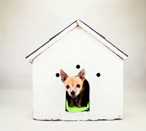 Chihuahua in dog house — Stock Photo, Image