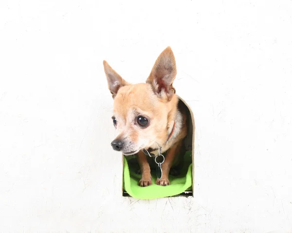 Chihuahua in a dog house — Stock Photo, Image
