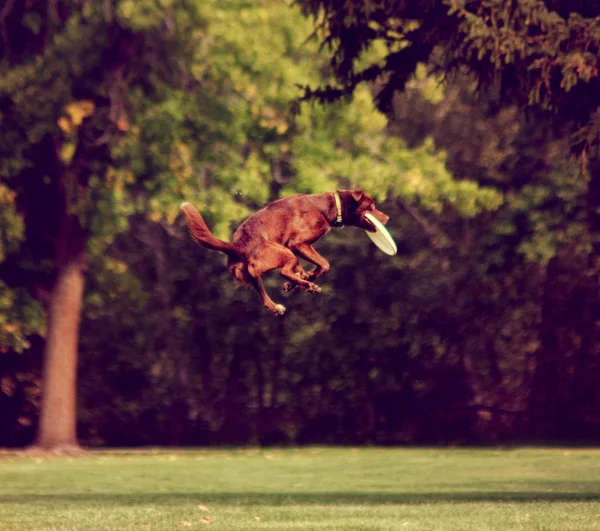 Chien dans le parc attraper frisbee — Photo