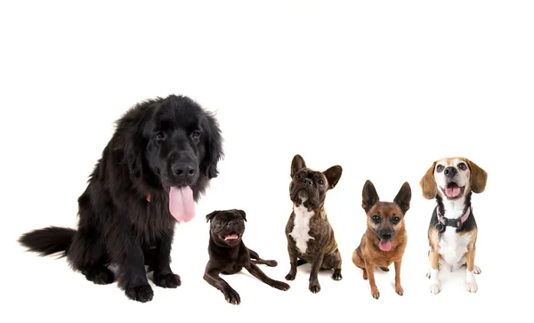 犬のグループ — ストック写真