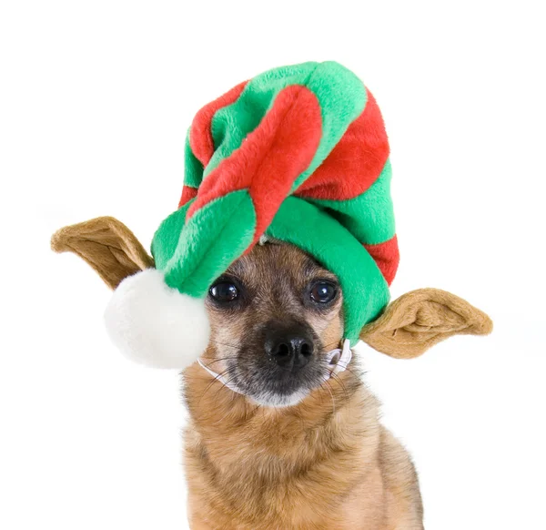 Chihuahua verkleidet sich zu Weihnachten — Stockfoto