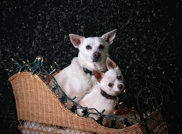 Dois cães em um trenó — Fotografia de Stock