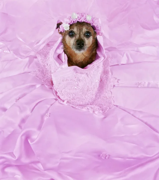 Pembe elbiseli Chihuahua — Stok fotoğraf