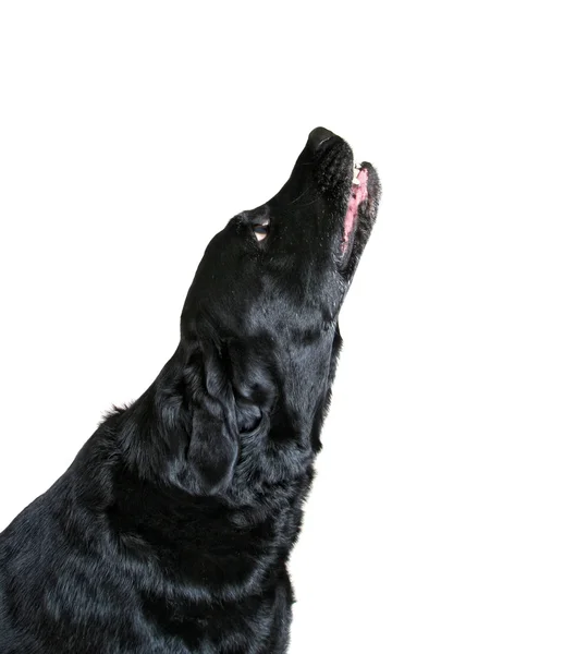 Big black lab — Stock Photo, Image