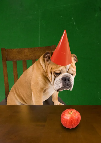 Bulldog con un cappello dunce — Foto Stock