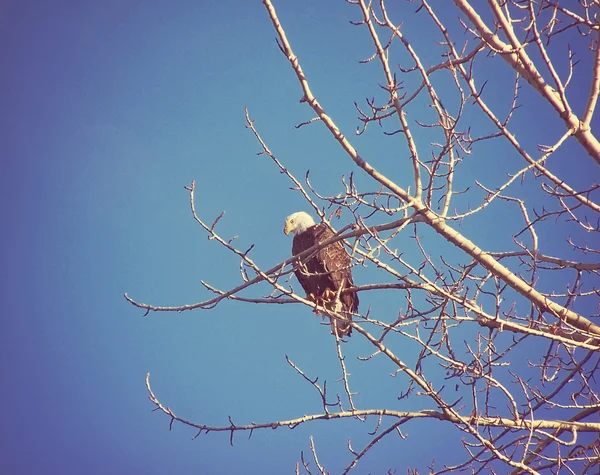 Aquila calva seduta sul ramo — Foto Stock