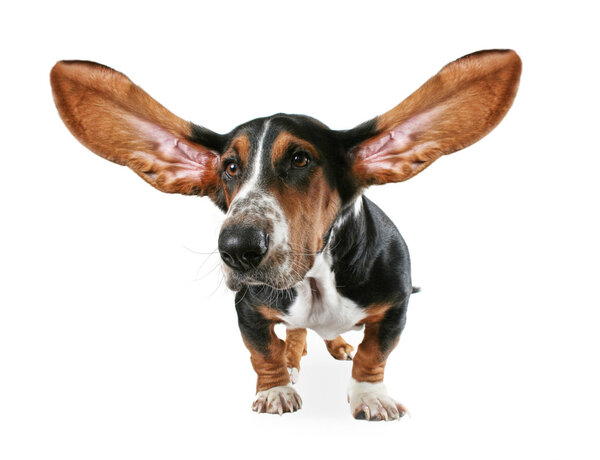 Basset hound with big ears