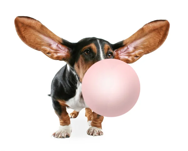 Basset hound with big ears — Stock Photo, Image