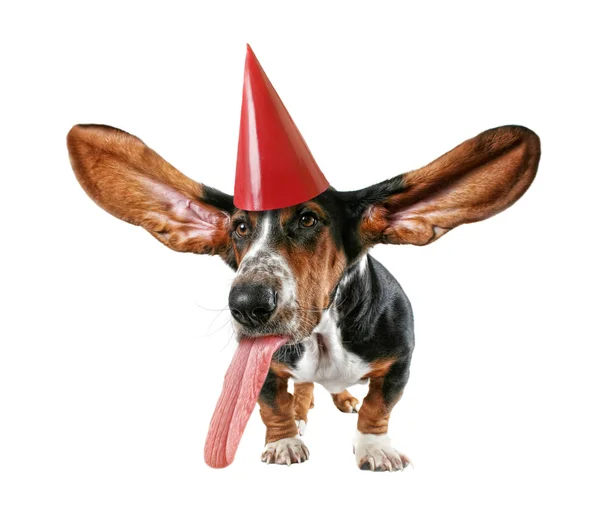 Basset hound w kapelusz urodziny — Zdjęcie stockowe