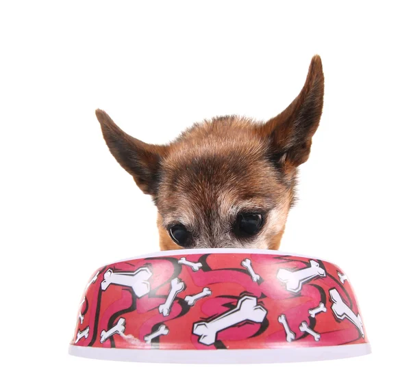 Safkan köpek ve onun yiyecek çanak — Stok fotoğraf