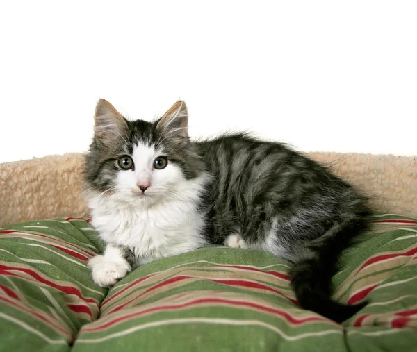 Kitten on striped pet bed — Stock Photo, Image