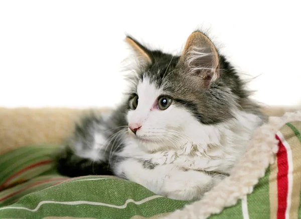 Gatinho na cama de estimação listrada — Fotografia de Stock