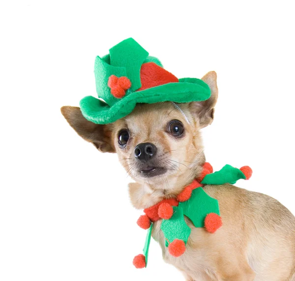 Chihuahua vestida de duende — Fotografia de Stock