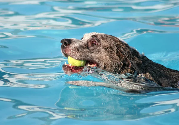 Hund hat Spaß am Pool — Stockfoto