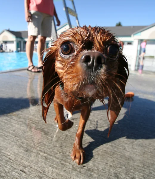 Yerel kamu havuzu Dog — Stok fotoğraf