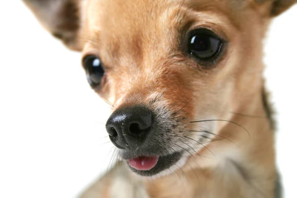 Chihuahua-Gesicht — Stockfoto