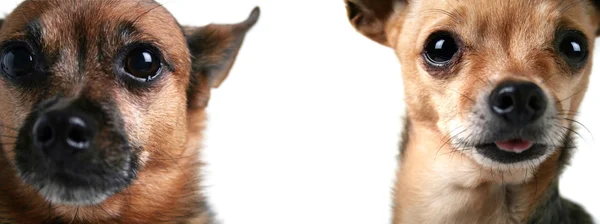 Zwei Chihuahua-Gesichter — Stockfoto