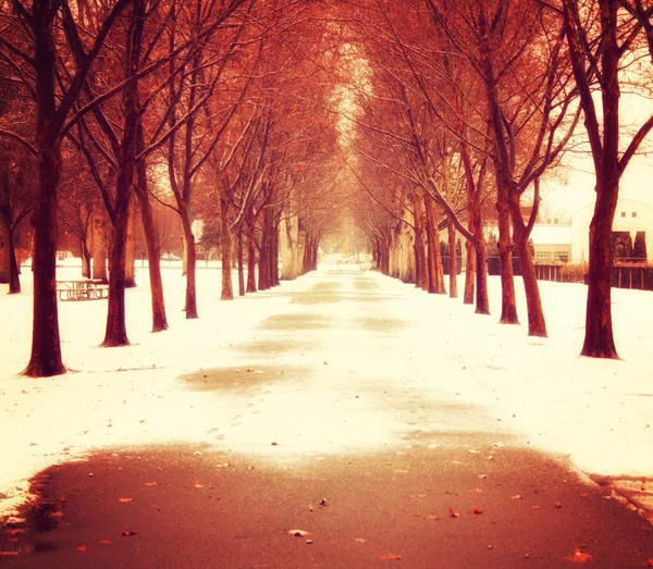 Path going though a forest — Stock Photo, Image