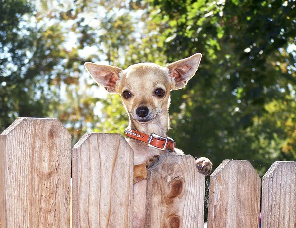 Chihuahua ψάχνει πάνω από ένα φράχτη — Φωτογραφία Αρχείου