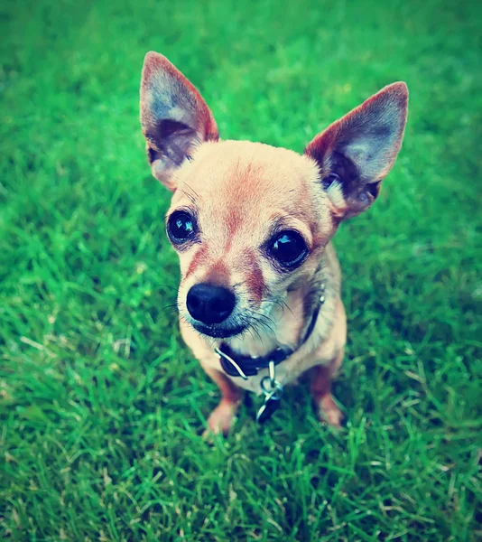 Chihuahua in het gras — Stockfoto