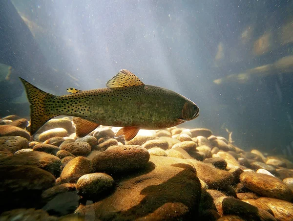 Peixes de truta nadando — Fotografia de Stock