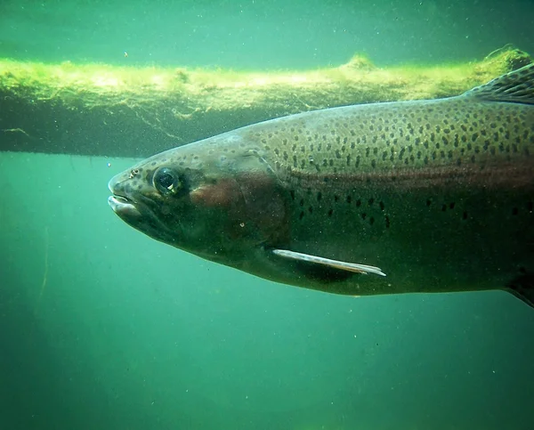 Pesca de trucha Natación —  Fotos de Stock