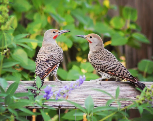 Northern Flickers — Fotografie, imagine de stoc