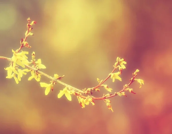 Ein Zweig mit weichem Hintergrund — Stockfoto