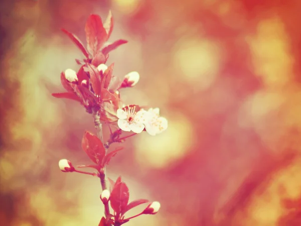 Vackra gren med en blomma — Stockfoto