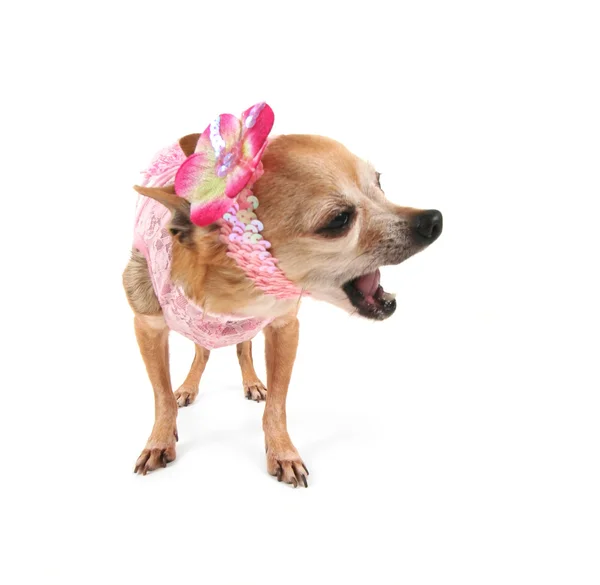 Een schattig chihuahua — Stockfoto