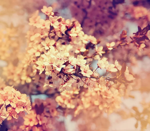 Cherry tree flowers blooming — Stock Photo, Image