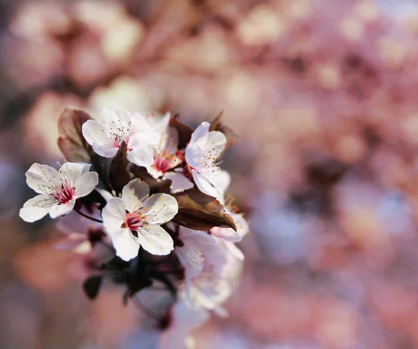 Cherry tree flowers blooming — Stock Photo, Image