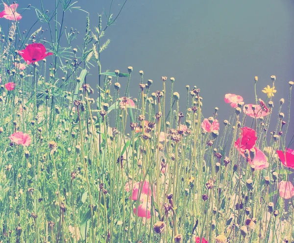 Feld von Wildblumen — Stockfoto