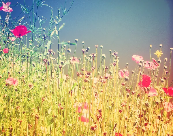 Feld von Wildblumen — Stockfoto