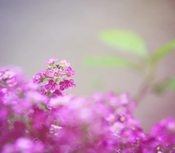 Mooie wilde bloemen — Stockfoto