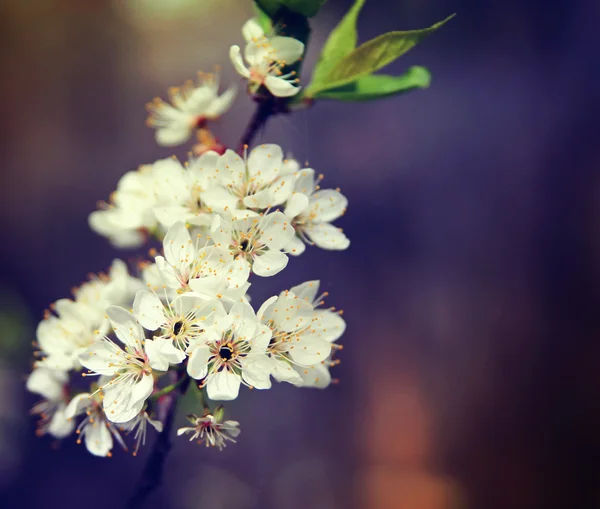 Rozkvetlé květy třešeň — Stock fotografie