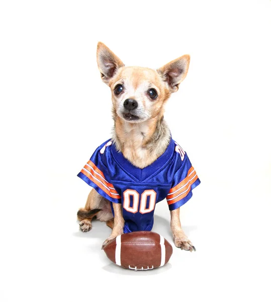 Chihuahua habillé en uniforme de football — Photo