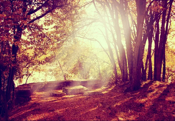 Floresta com árvores com folhas de outono — Fotografia de Stock