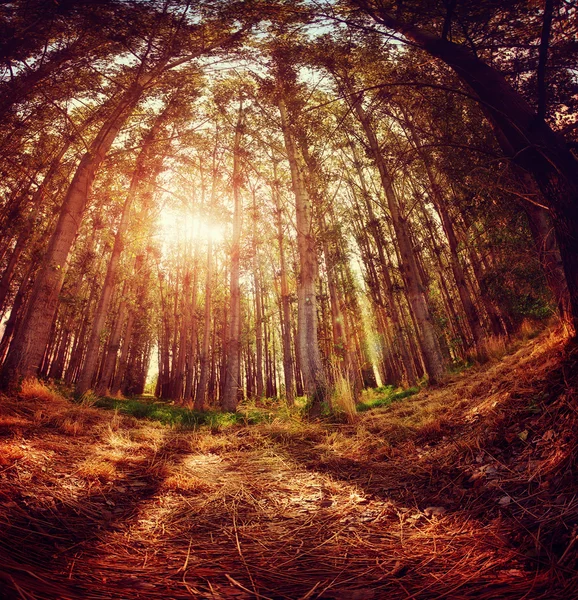 Skog med träd med höstlöv — Stockfoto