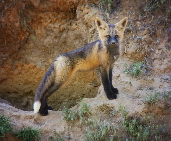 Bebek kızıl tilki — Stok fotoğraf