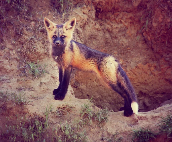 Rotfuchsbaby in der Nähe der Höhle — Stockfoto