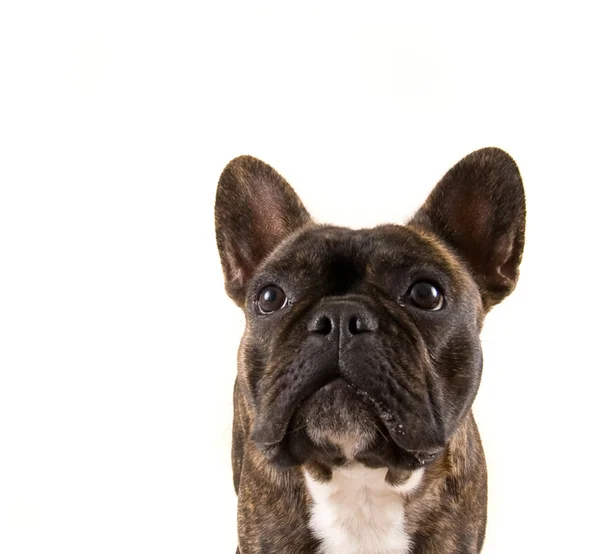 Französische Bulldogge — Stockfoto