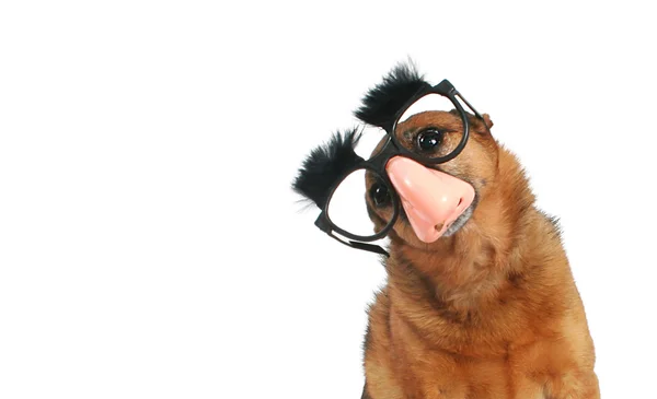 Chihuahua with glasses and eyebrows — Stock Photo, Image