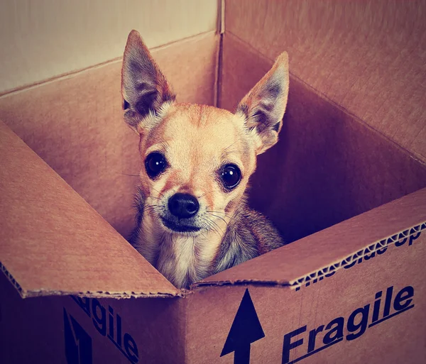 Kırılgan Chihuahua kutusunda işaretlenir — Stok fotoğraf
