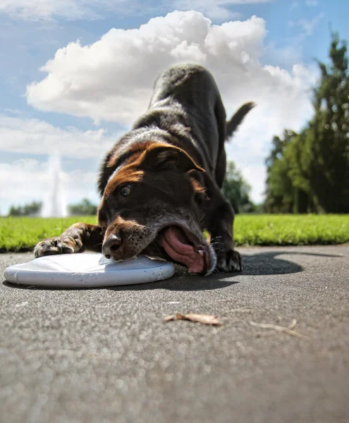 Perro en el parque jugando frisbee — Foto de Stock