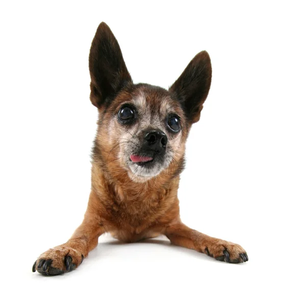 Chihuahua tittar upp — Stockfoto