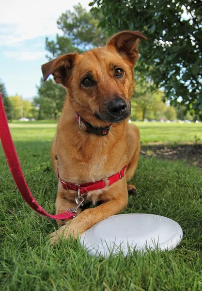 Dog in park with frisbee — Stock Photo, Image
